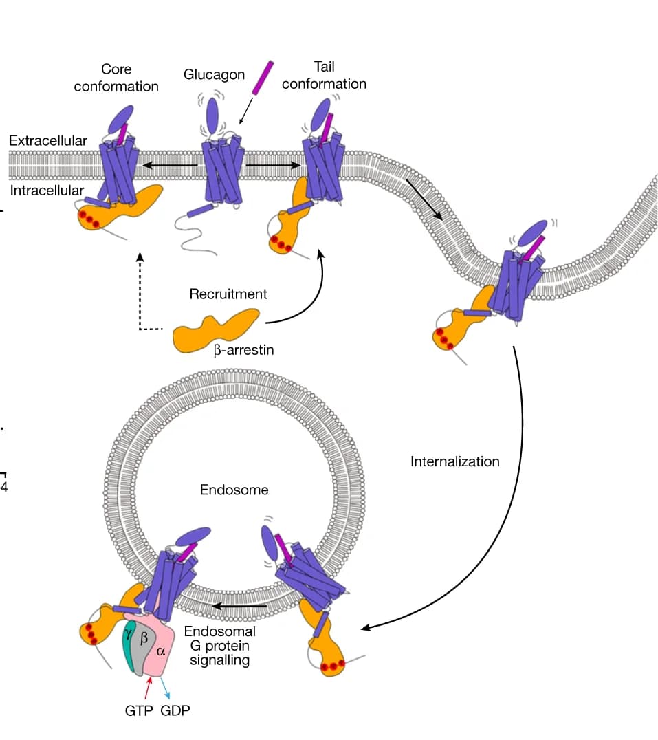 Open access visualization of Workflow, Illustration, Functional Processes, GCGR-Beta-arrestin Complex, Plasma Membrane