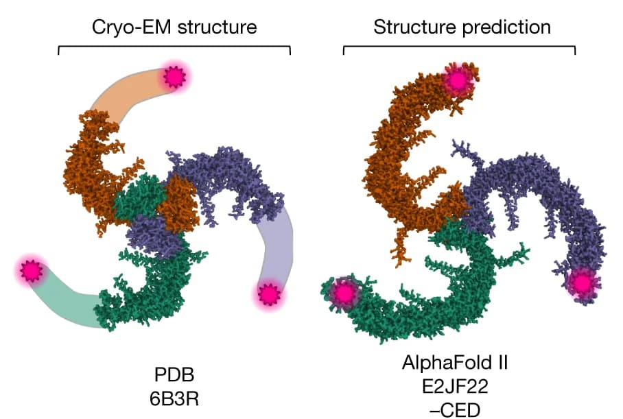 Open access visualization of Protein Structure, PIEZO1, Cryo-EM, AlphaFold II, Structural Model