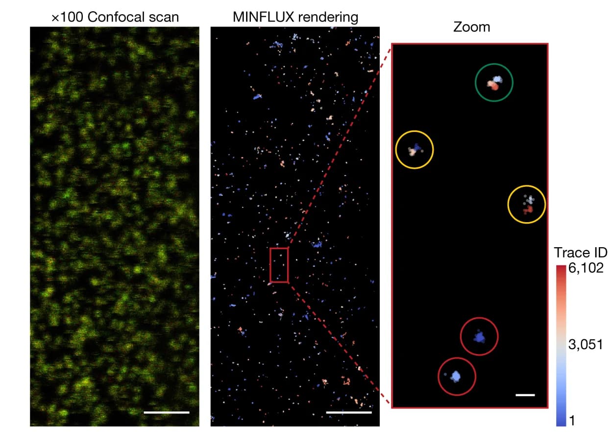 Open access visualization of Microscopy, MINFLUX Imaging, PIEZO1 Trimer, Confocal Scan, HEK293 Cell