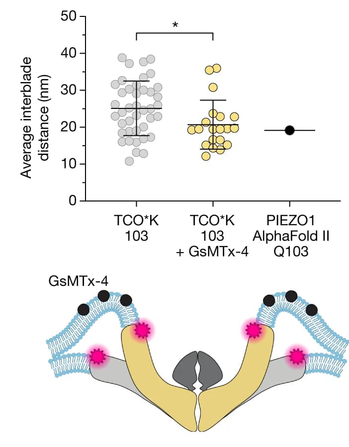 Open access visualization of Scatter Plot, Error Bars, Illustration, Interblade Distances, GsMTx-4