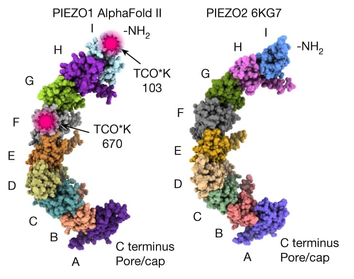 Open access visualization of Protein Structure, PIEZO Repeat Domains, PIEZO1, PIEZO2, AlphaFold II E2JF22