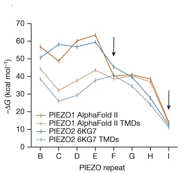Open access visualization of Line Plot, Error Bars, Inter-PIEZO Repeat Binding Energy, PIEZO1, PIEZO2