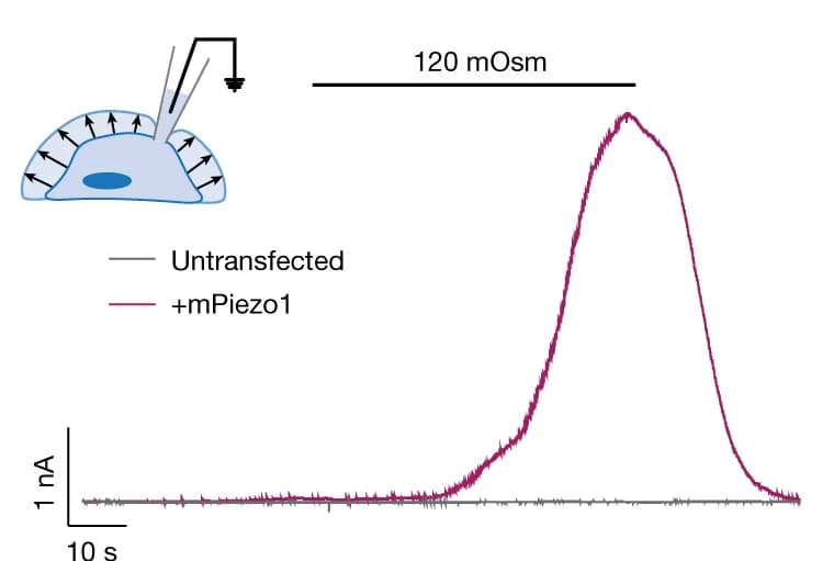 Open access visualization of Line Plot, Electrophysiology, Hypotonic Solution, Swell1-knockout HEK293F cells, PIEZO1