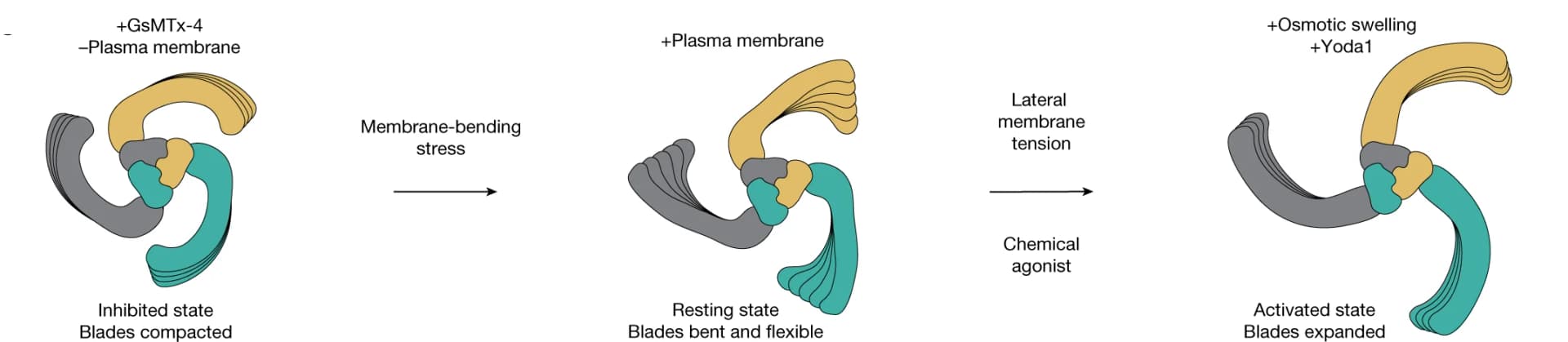Open access visualization of Workflow, Illustration, Summary, Blade Expansion, Projected Area