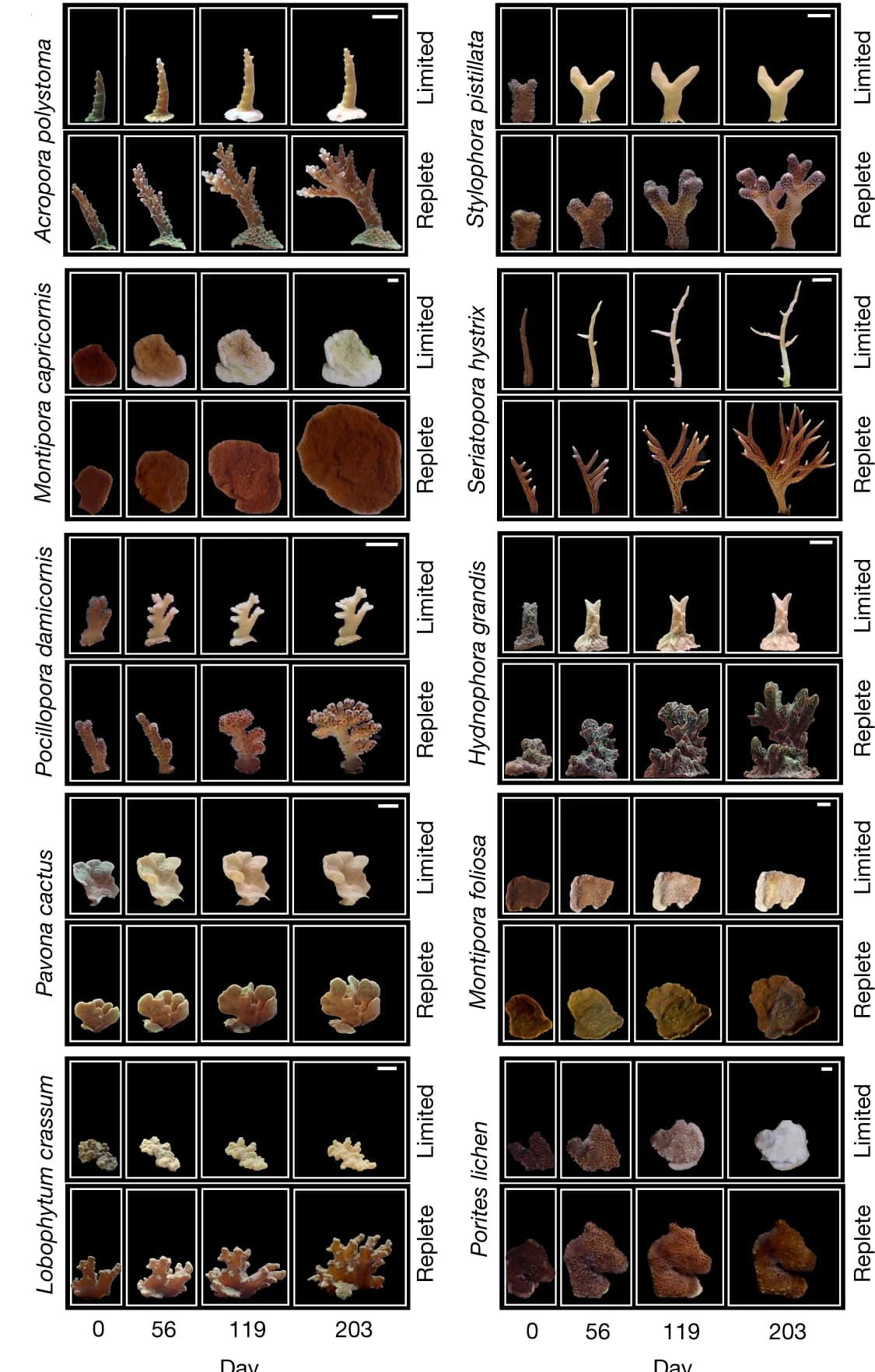 Open access visualization of Photo, Coral, Coral Species, Coral Area, Symbiont Density
