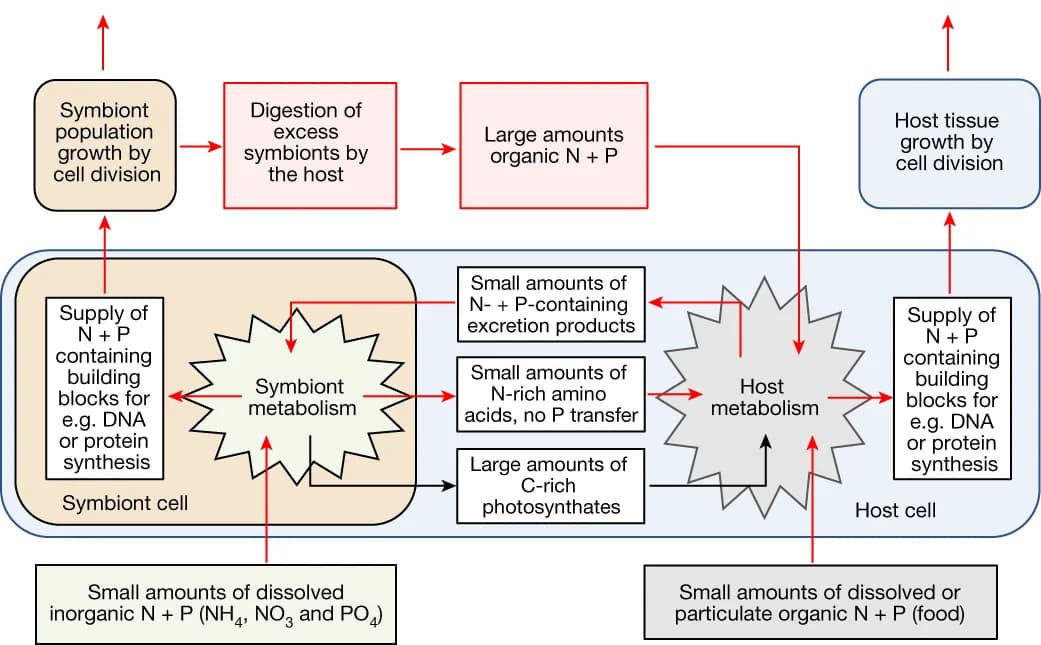 Open access visualization of Workflow, Flowchart, Illustration, Host, Nutrient Acquisition