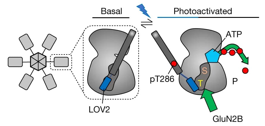 Open access visualization of Illustration, Workflow, Photoactivation, paCaMKII, Enzymatic CaMKII activity