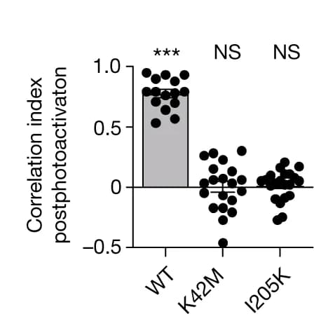 Open access visualization of Bar Plot, Scatter Plot, Error Bars, Pearson Correlation, GFP-paCaMKII
