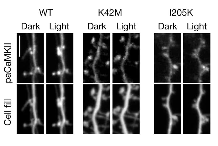 Open access visualization of Microscopy, Confocal Microscopy, Rat Hippocampal Cultures, GFP-paCaMKII, mCherry cell fill