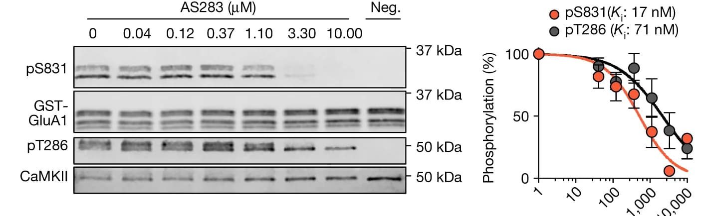 Open access visualization of Line Plot, Error Bars, Gel, Photo, Immunoblot