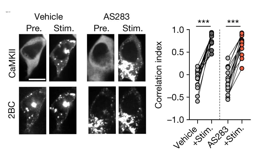 Open access visualization of Scatter Plot, Line Plot, Confocal Microscopy, HEK293 Cells, GFP–CaMKII