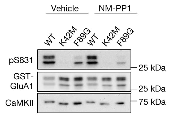 Open access visualization of Gel, Immunoblots, In vitro kinase reactions, GFP–CaMKII WT, GFP–CaMKII K42M