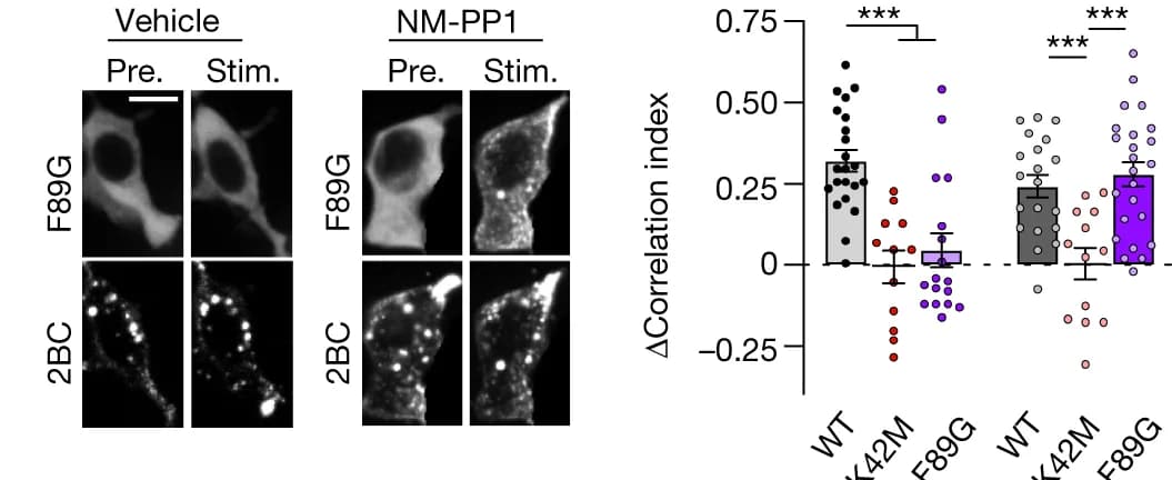 Open access visualization of Bar Plot, Error Bars, Scatter Plot, Microscopy, Confocal microscopy