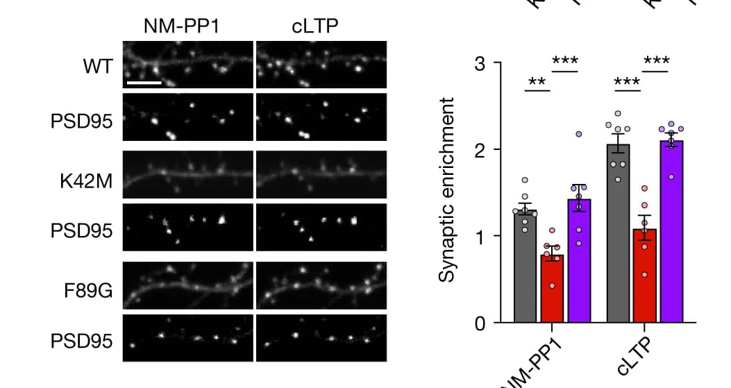 Open access visualization of Bar Plot, Error Bars, Scatter Plot, Microscopy, Confocal microscopy