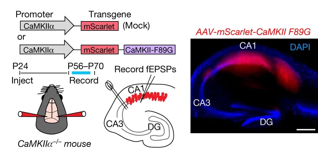 Open access visualization of Workflow, Illustration, Microscopy, Molecular Replacement, Hippocampal Slice