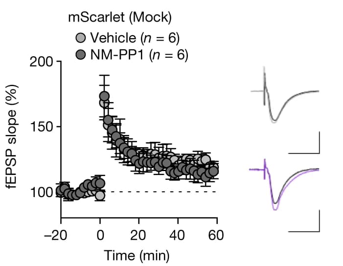 Open access visualization of Line Plot, Error Bars, fEPSPs, CaMKIIα KO Mice, AAV-mScarlet