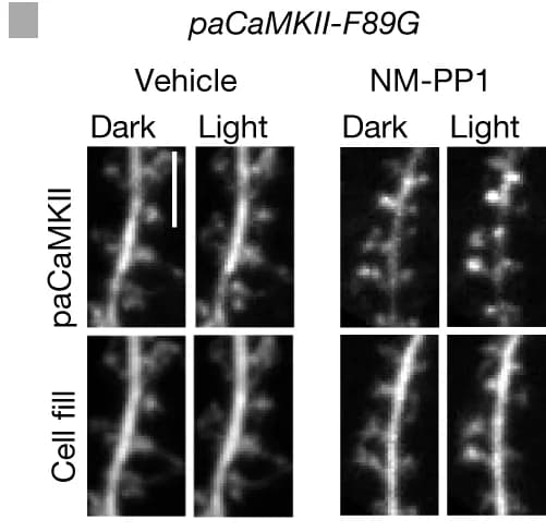 Open access visualization of Microscopy, GFP-paCaMKII F89G, mCherry, Hippocampal Neurons, Blue-Light Stimulation