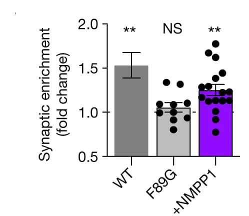 Open access visualization of Bar Plot, Error Bars, Scatter Plot, paCaMKII F89G, NM-PP1