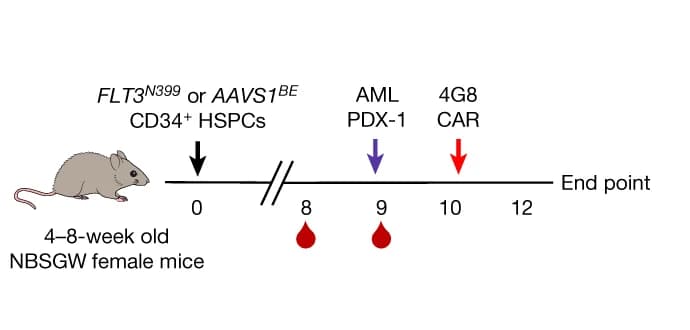 Open access visualization of Workflow, Illustration, Co-engraftment, FLT3 N399, AAVS1 BE HSPCs