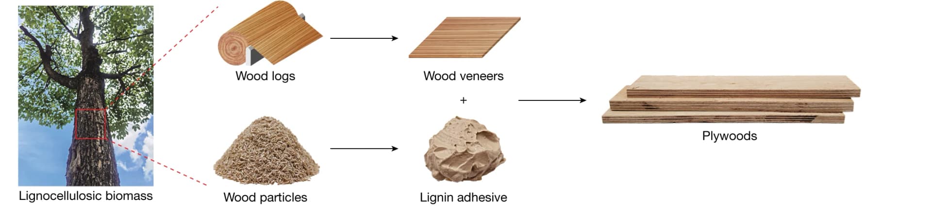 Open access visualization of Workflow, Plywood, Wood Veneers, Lignins, Adhesives