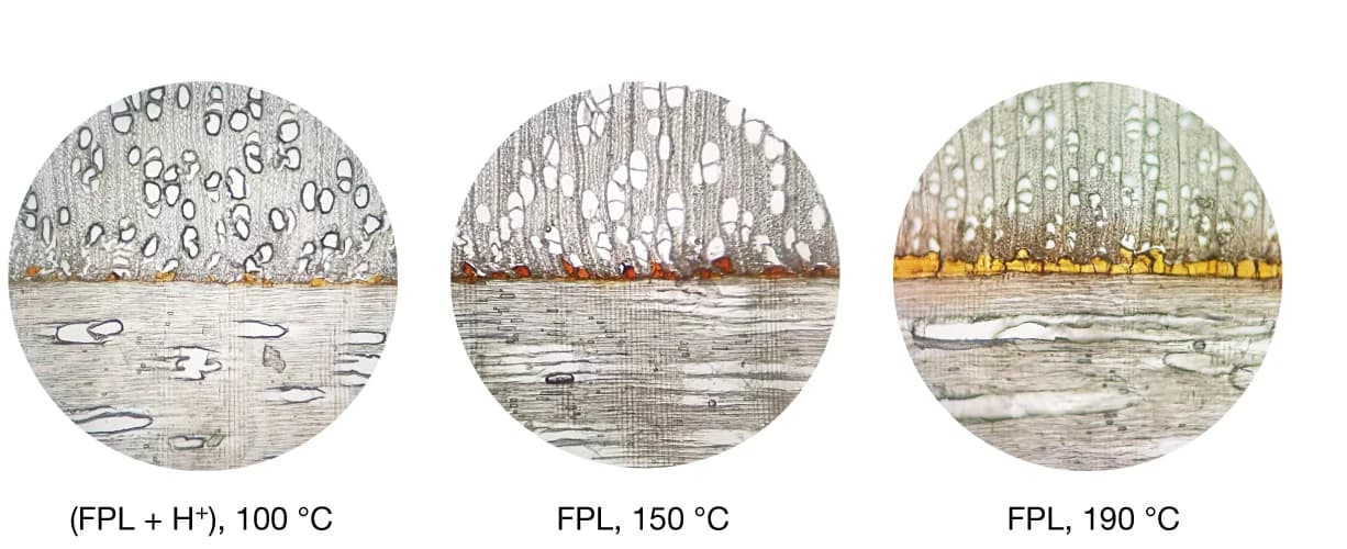 Open access visualization of Microscopy, Optical Microscopy, Glue Lines, Plywood Products, Hot-Pressing Temperatures