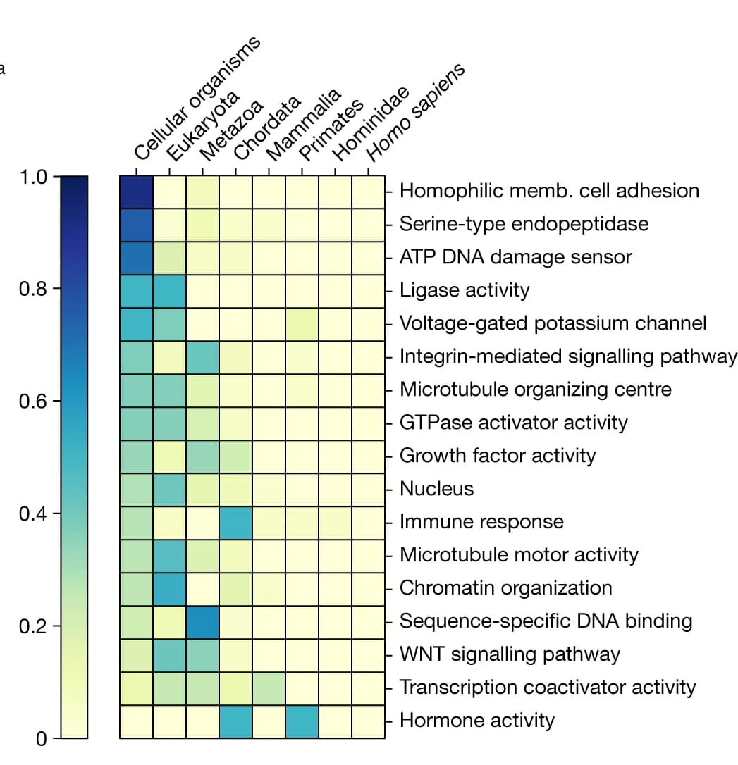Open access visualization of Heatmap, GO Terms, Human Lineage, Protein Clusters