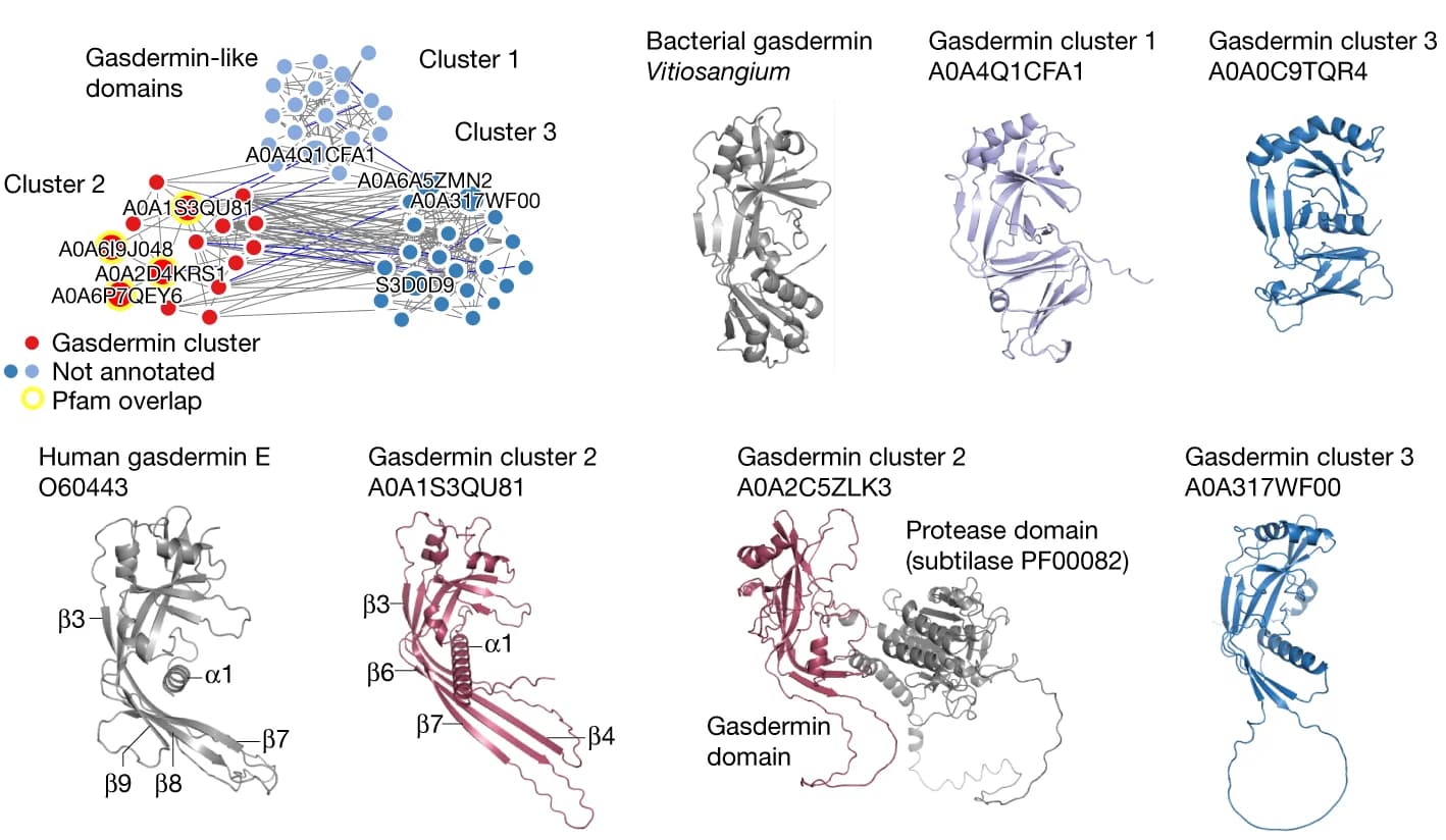 Open access visualization of Network, Protein Structure, Gasdermin Pfam Annotations, Structural Similarity, Gasdermin N-terminal Domain