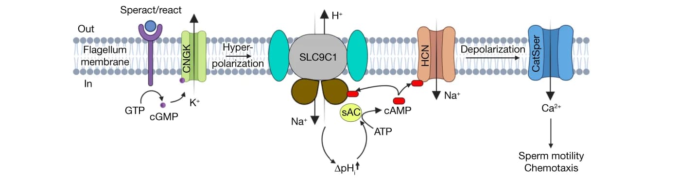 Open access visualization of Workflow, Illustration, SLC9C1, pH regulation, sAC