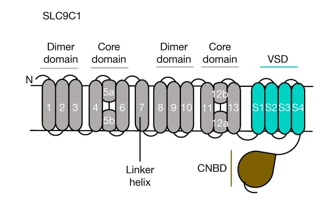 Open access visualization of Illustration, NHE transporter module, TM segments, Ion-transport domain, Dimer domain