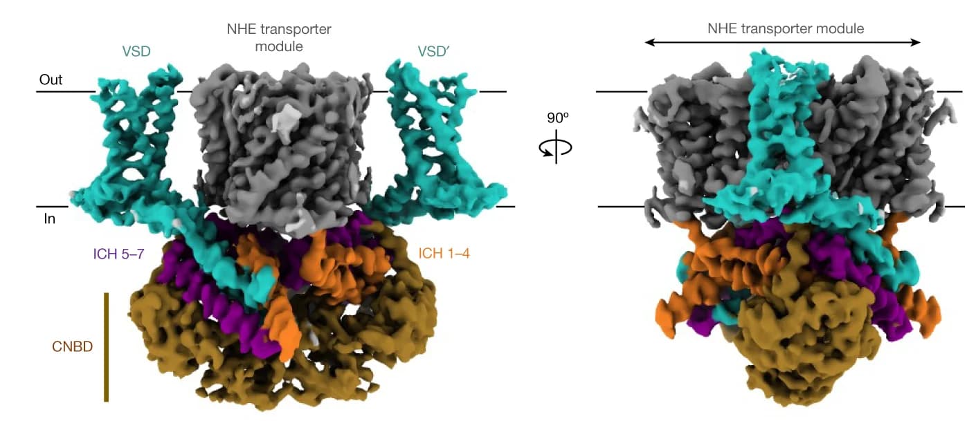 Open access visualization of Protein Structure, Cryo-EM maps, Sea urchin, SLC9C1 homodimer, GDN detergent