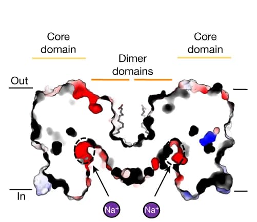 Open access visualization of Protein Structure, Electrostatic surface, SLC9C1, Homodimer, Ion-binding site
