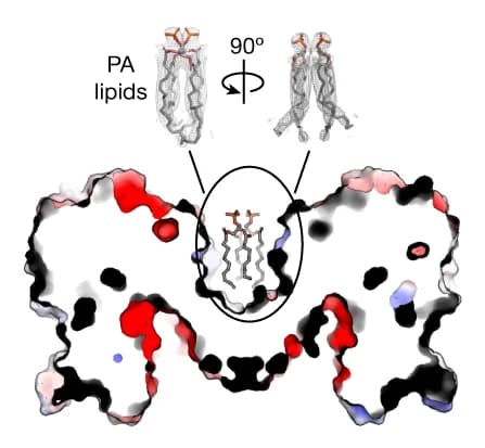 Open access visualization of Protein Structure, Chemical Structure, SLC9C1, Homodimer, Nanodiscs