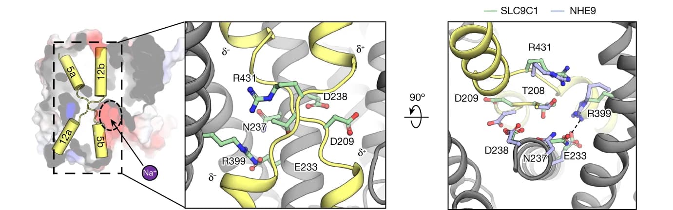 Open access visualization of Protein Structure, Chemical Structure, Electrostatic surface, SLC9C1, Monomer