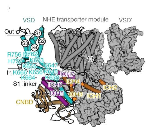 Open access visualization of Protein Structure, Chemical Structure, Protomer, Surface Representation, ICH1-ICH2 Helices