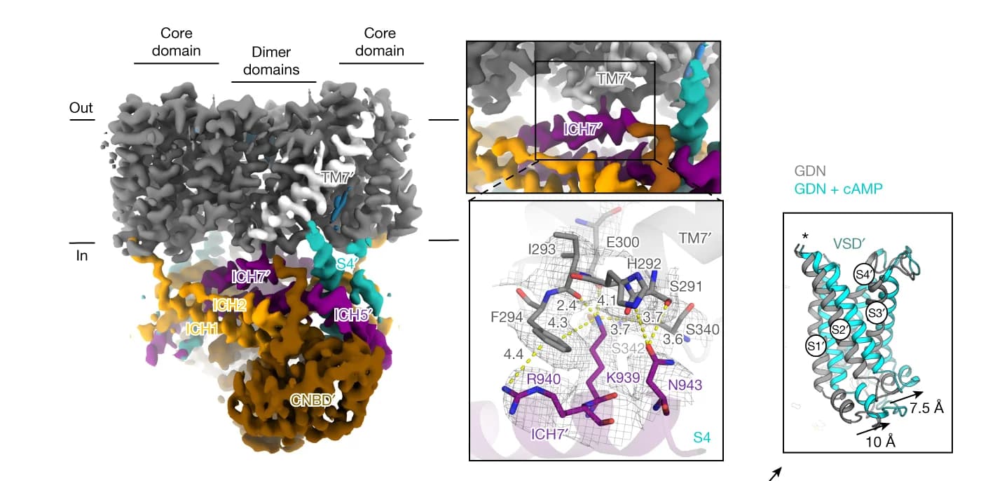 Open access visualization of Protein Structure, Cryo-EM map, SLC9C1, Nanodiscs, ICH7