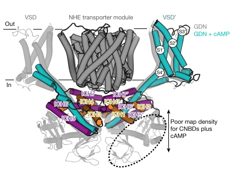 Open access visualization of Protein Structure, Chemical Structure, SLC9C1, Detergent Structure, cAMP