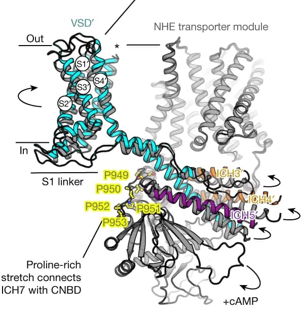 Open access visualization of Protein Structure, SLC9C1, Detergent, cAMP, CNBD