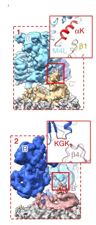 Open access visualization of Protein Structure, TARP, LBD, M4 Linker
