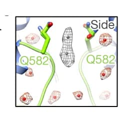 Open access visualization of Protein Structure, SF Apex, Gln582, Side Chains, Water