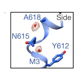 Open access visualization of Protein Structure, Water, M3 Helix, B/D Chains, Ala618
