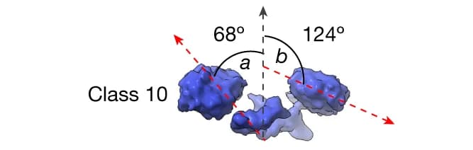 Open access visualization of Protein Structure, NTD Dimer, Receptor, Splaying Angles