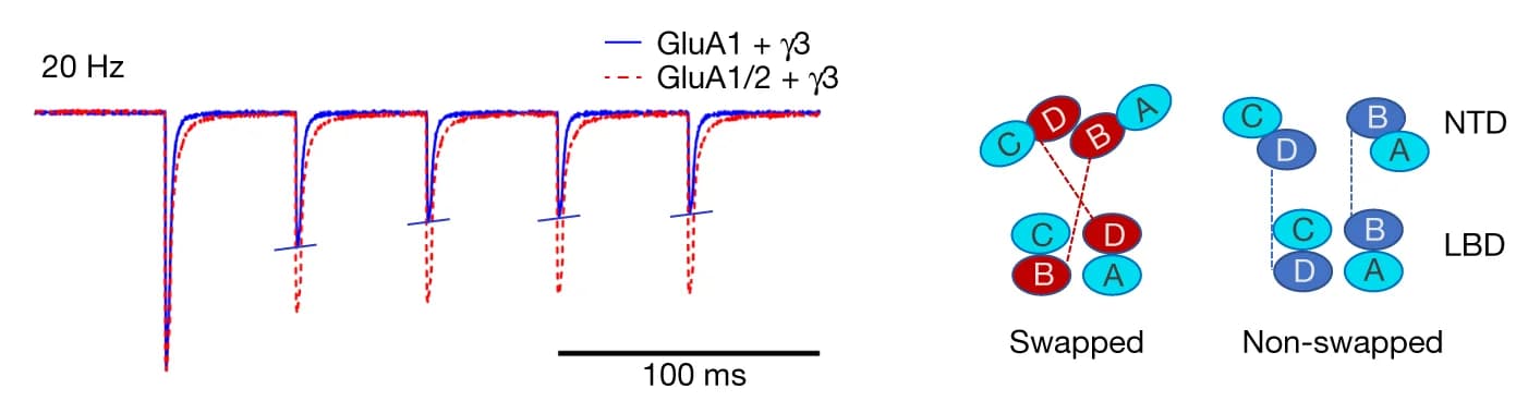 Open access visualization of Line Plot, Illustration, Current Traces, HEK293 Cells, GluA1 + γ3