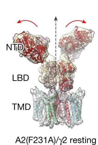 Open access visualization of Protein Structure, GluA2(F231A)/2 Composite Map, NTD Tetramer Interface, Dimer Splaying, Two-Fold Symmetry Axis