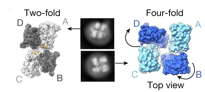 Open access visualization of Protein Structure, Microscopy, 2D Class Averages, Fitted Structures, A2-containing Receptors