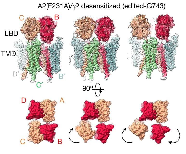 Open access visualization of Protein Structure, Conformations, Desensitized R/G-edited GluA2(F231A)/2, GluA1, Subunits
