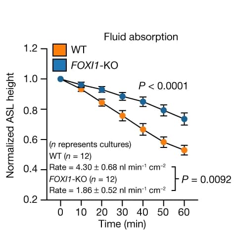 Open access visualization of Line Plot, Error Bars, Fluid Absorption, ASL Height, Apical Surface