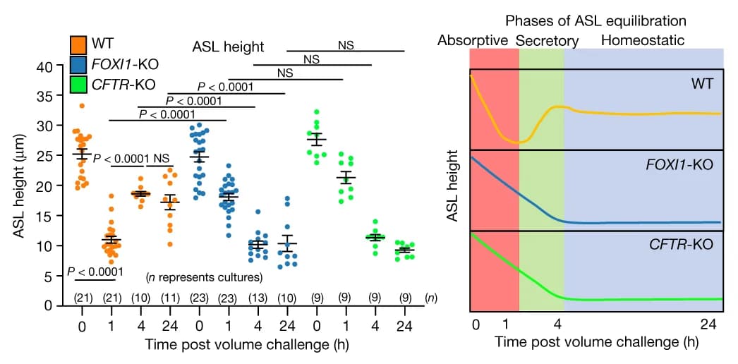 Open access visualization of Scatter Plot, Error Bars, Line Plot, ASL Height, ALI Cultures