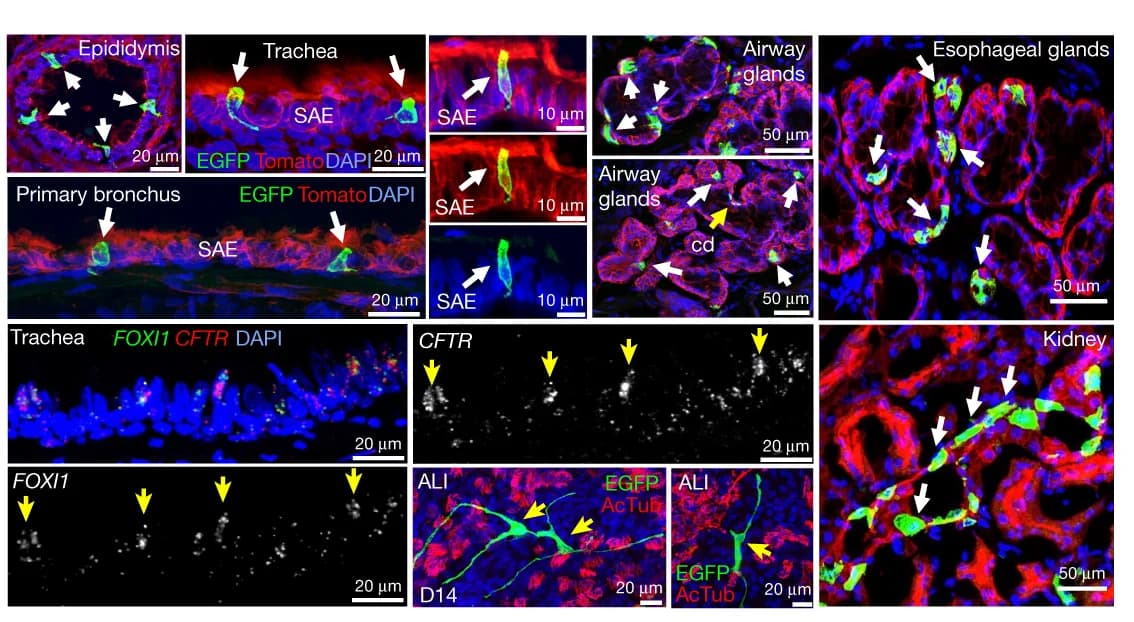 Open access visualization of Microscopy, Ionocyte, Lineage Tracing, Tamoxifen, FOXI1-Cre ERT2::ROSA-TG Ferret
