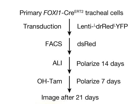 Open access visualization of Workflow, Flowchart, Halide Quenching, ALI Culture, YFP Sensor