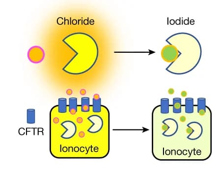 Open access visualization of Workflow, Illustration, Apical Halide Movement, Pulmonary Ionocyte, YFP Sensor